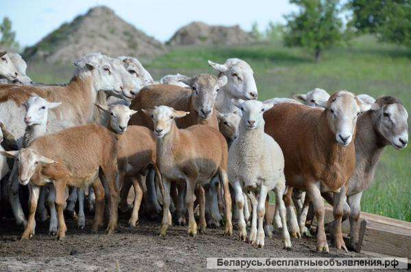 Овцы мясной Катумской породы