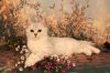 Сладкий добрый котик скоттиш страйт