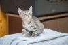 Которыцарь в поисках дома