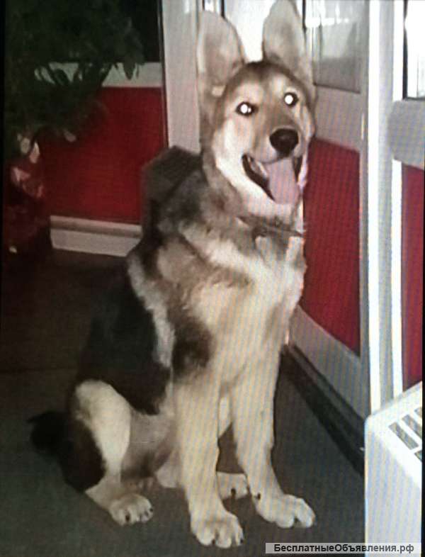 Пропала собака