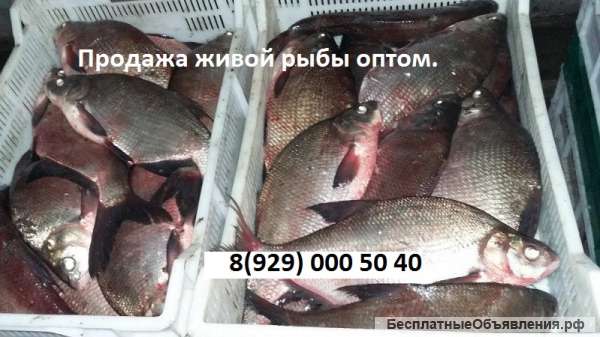 Живая рыба. Свежая рыба. Продажа оптом рыбы.