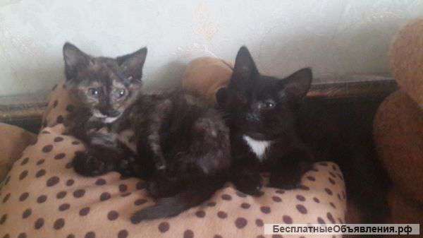 Котята ищут хозяина