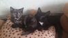 Котята ищут хозяина