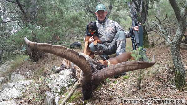 Горную охоту в Испании bestibexhuntspain. com