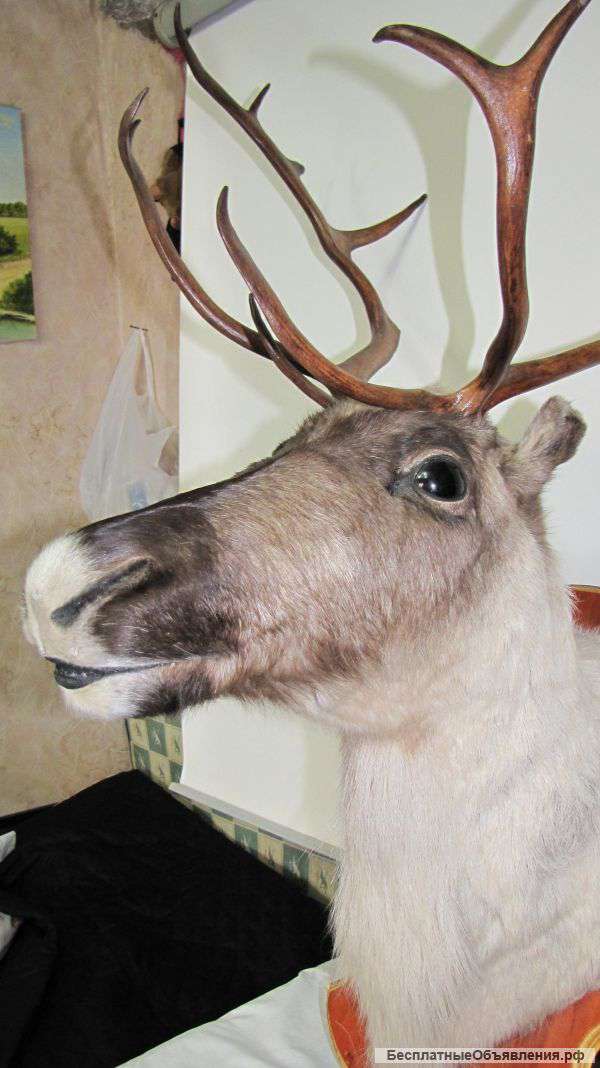 Чучело головы оленя