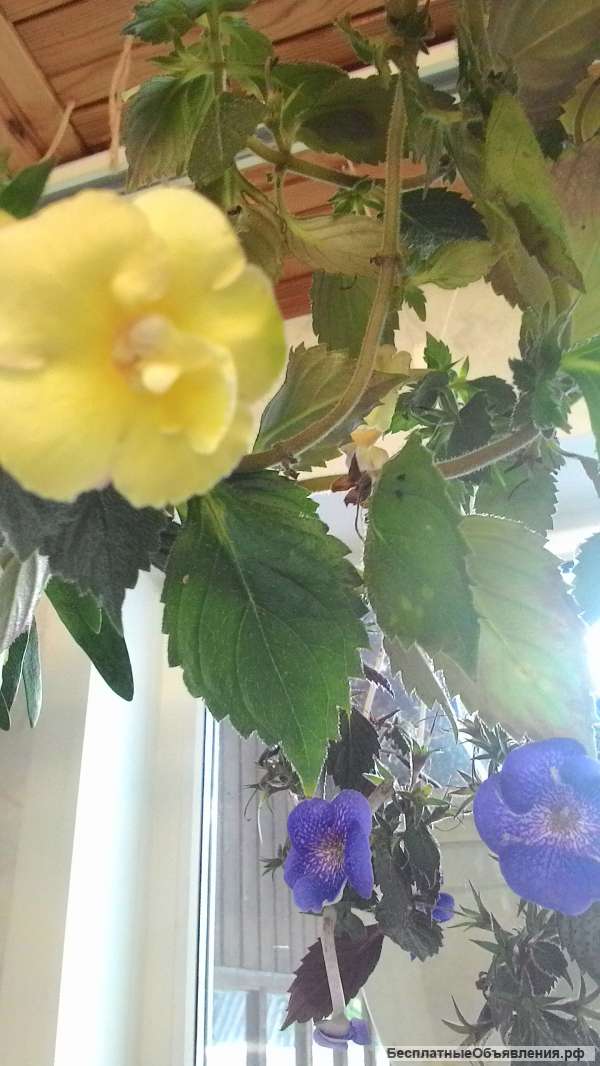 Есть ризомы ахименесов