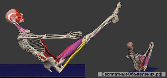 Онлайн-программа обучения анатомии силового тренинга All About Strength Training