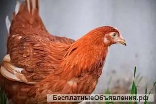 Кубанская красная