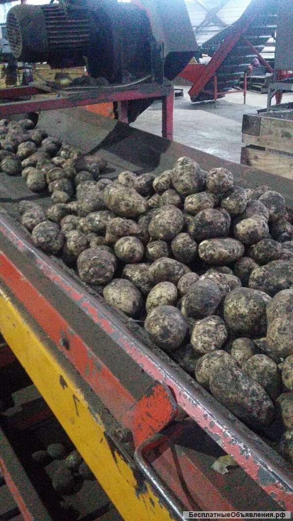 Картофель оптом 5+ от производителя