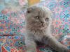 ШIотландские кошечки