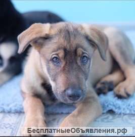 Очень милый щенок Робин в Дар