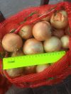 Лук репчатый/ на продажу оптом по 8р
