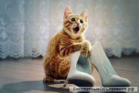 Видеосъемка свадьбы. 2 оператора. Фотограф