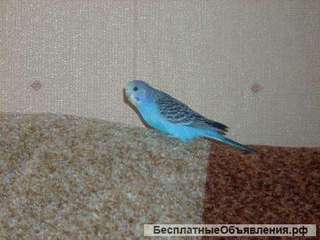 Волнистый попугай молодая самочка голубого окраса есть клетки