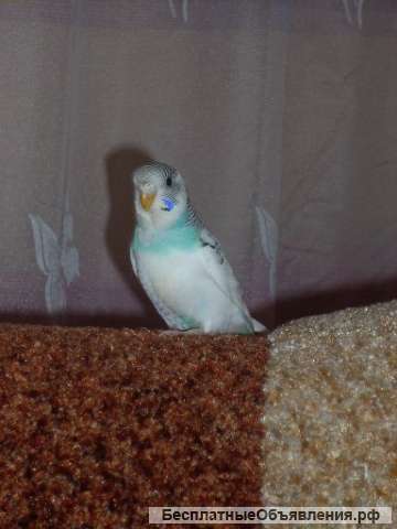 Волнистый попугай молодая самочка голубого окраса есть клетки
