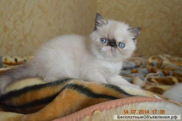 Экзотические малыши