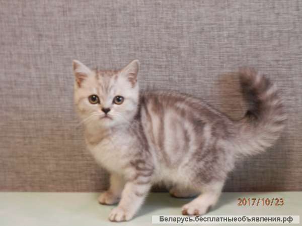 Шотландские котята