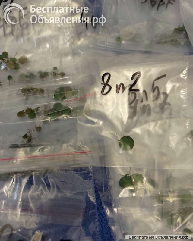 Керамические конденсаторы ЗЕЛЁНЫЕ GREEN круглые плоские ДЕМОНТАЖ оригинальные