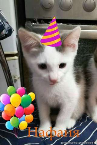 Домовёнок Нафаня ищет хозяина