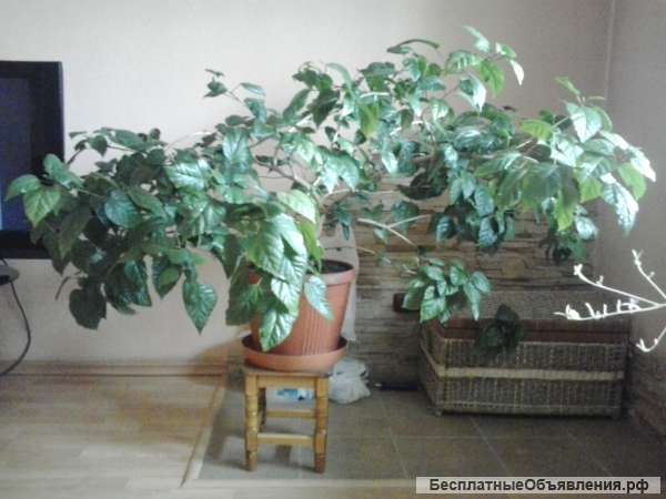 Для вашей квартиры или офиса