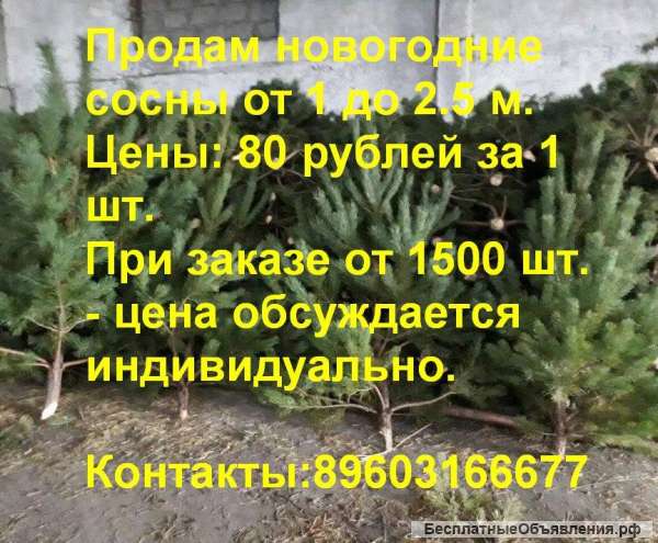 Оптом Новогодние Сосны