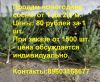 Оптом Новогодние Сосны