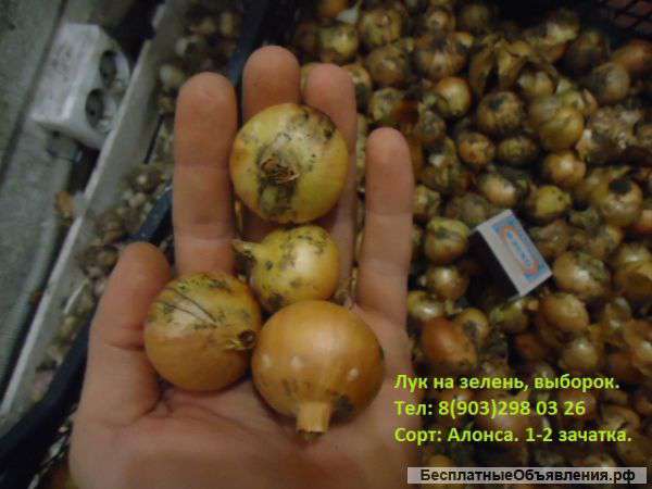 Продам лук на перо, выборок (зелёнку) калибра 3-4см.