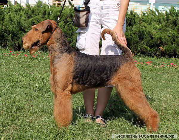 Щенки Эрдельтерьера (электроник)