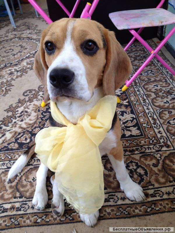 Собака породы бигль