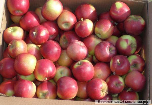 Яблоки с доставкой по РФ, большой выбор, низкие цены
