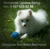 Питомник продает ЩЕНКА Японского шпица девочка