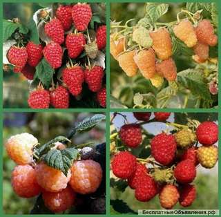 Саженцы малины ремонтантной и летней оптом по РФ