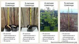 Саженцы голубики садовой из собственного питомника с доставкой по РФ