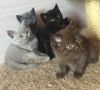 Британские котята из питомника