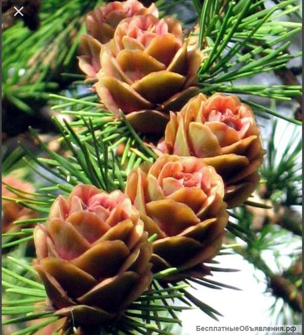 Пихтовое масло оптом