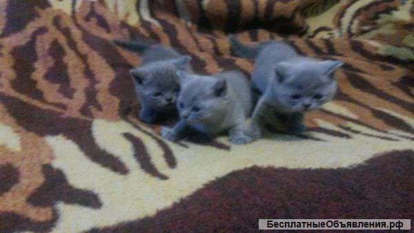 Котята британские голубые