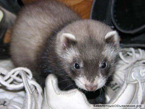Декоративные хорьки.