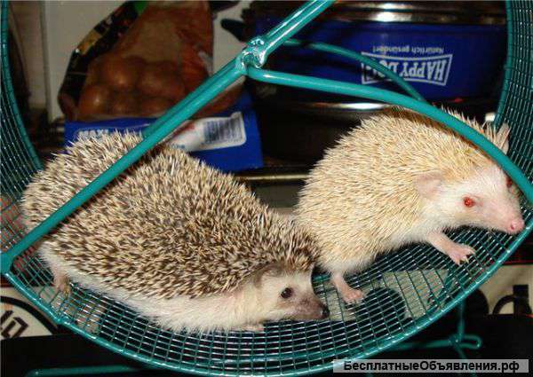 Африканские карликовыетежики.