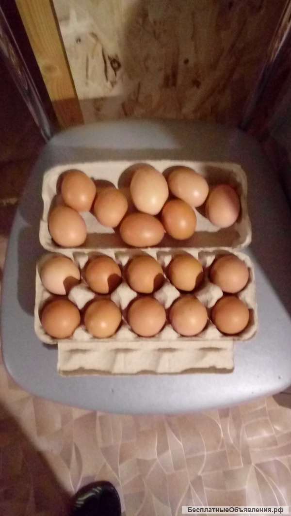 Домашние яйцо