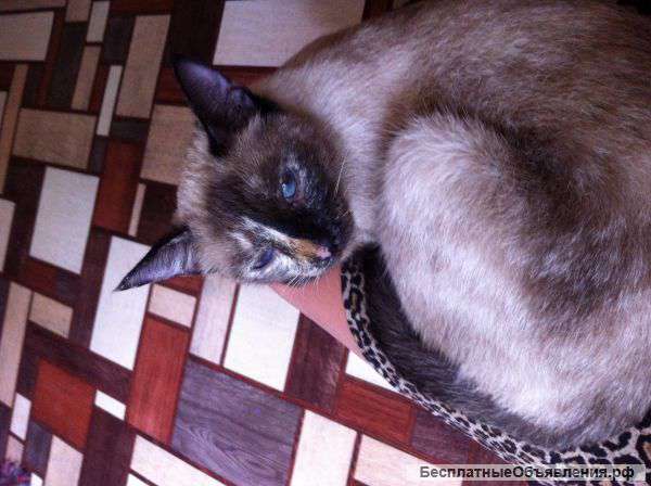 Отдам кошечку