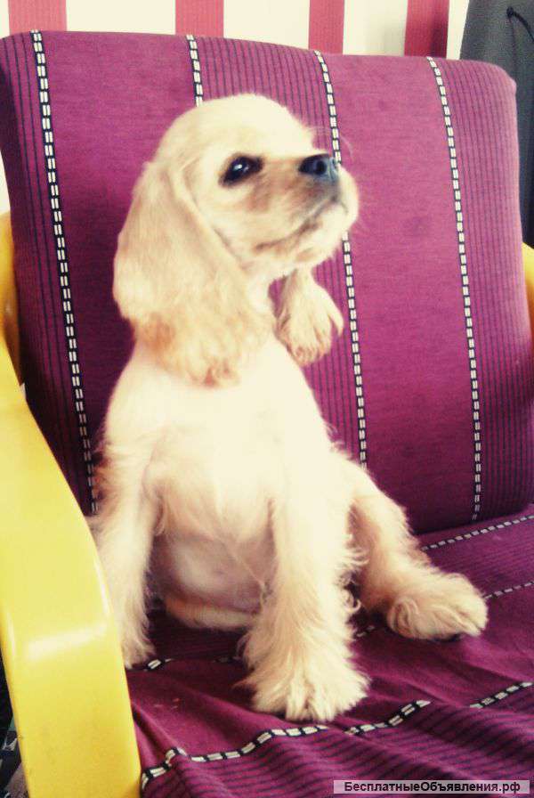 Американский кокер-спаниель