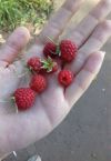 Продавец на рынок и магазин
