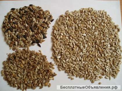 Фотосепаратор "Фокус" Б/У от ООО "Сортекс"