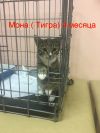 Котёнок ищет любящих хозяев