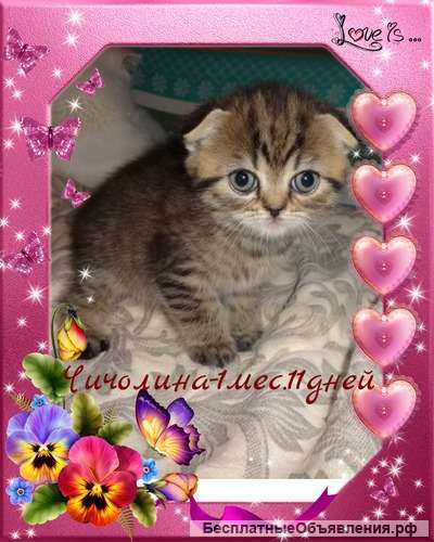 Вислоухая кошечка шоу класса