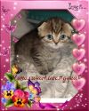 Вислоухая кошечка шоу класса