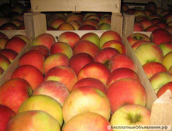 Фрукты оптом напрямую от производителя