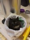 Отдам ведро кота Михи в добрые руки