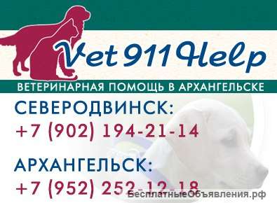 Ветеринарная помощь на дому