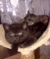 Шоколадная девочка